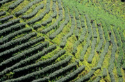 17 - Plantation de thé entre Mae Salong et Chiang Rai
